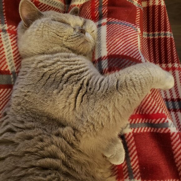 Meet your Posher, Elizabeth! - Picture 3 of 7